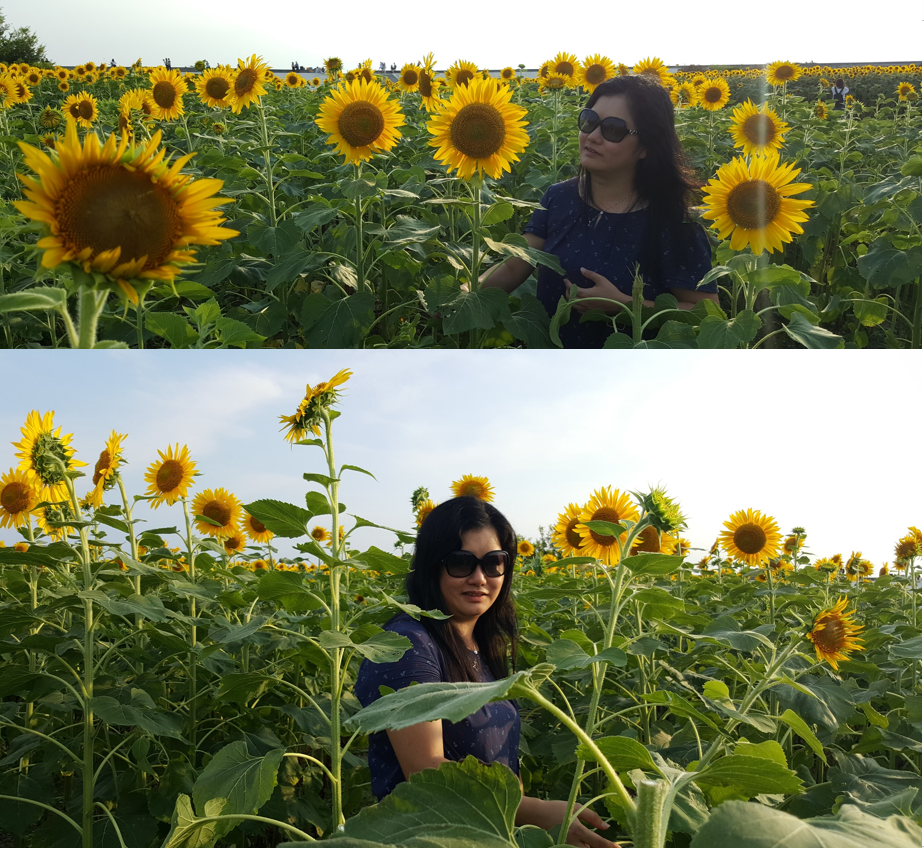 pic with sunflower1