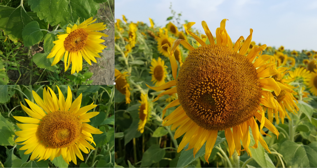 sunflower evolution2